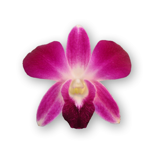 Orchids